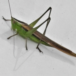 Conocephalus semivittatus at Paddys River, ACT - 3 Apr 2022