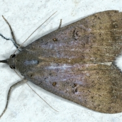 Rhapsa suscitatalis (Wedged Rhapsa) at Ainslie, ACT - 1 Apr 2022 by jb2602