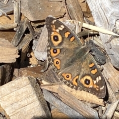 Junonia villida at Burra, NSW - 4 Apr 2022