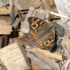 Junonia villida at Burra, NSW - 4 Apr 2022