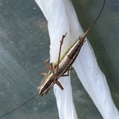 Conocephalus semivittatus at Burra, NSW - suppressed