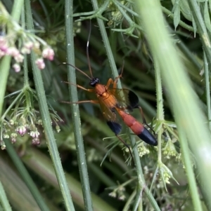 Ctenochares bicolorus at Burra, NSW - suppressed