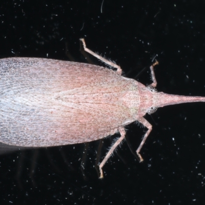 Rentinus dilatatus (Fulgorid planthopper) at Ainslie, ACT - 2 Apr 2022 by jb2602