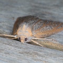 Paralaea porphyrinaria at Ainslie, ACT - 31 Mar 2022