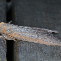 Paralaea porphyrinaria at Ainslie, ACT - 31 Mar 2022