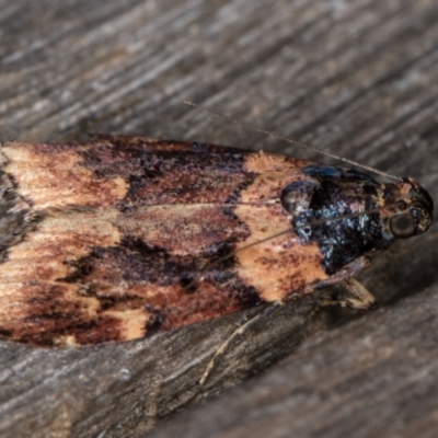 Araeopaschia undescribed spANIC19 (A Pyralid moth) at Melba, ACT - 16 Feb 2022 by kasiaaus