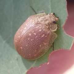 Paropsis bella (Beautiful Leaf Beetle) at Murrumbateman, NSW - 4 Apr 2022 by SimoneC