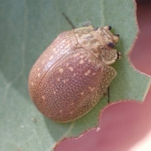 Paropsis bella at Murrumbateman, NSW - 4 Apr 2022 02:05 PM