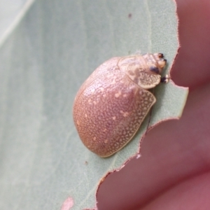 Paropsis bella at Murrumbateman, NSW - 4 Apr 2022 02:05 PM