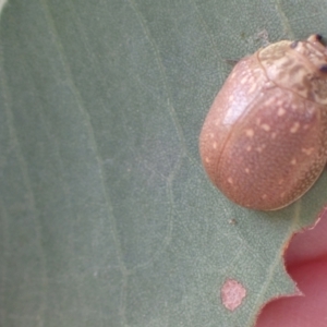 Paropsis bella at Murrumbateman, NSW - 4 Apr 2022 02:05 PM