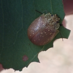 Paropsis bella at Murrumbateman, NSW - 4 Apr 2022 02:05 PM