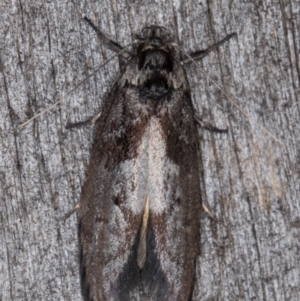 Oenochroa lactella at Melba, ACT - 16 Feb 2022