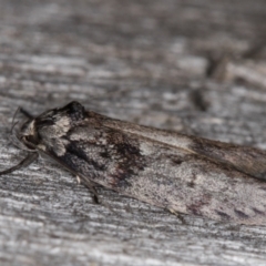 Oenochroa lactella at Melba, ACT - 16 Feb 2022