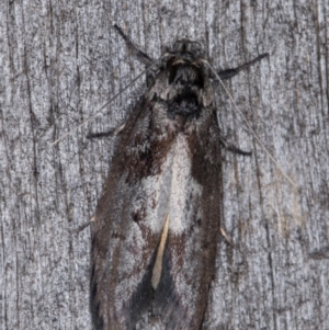 Oenochroa lactella at Melba, ACT - 16 Feb 2022