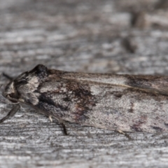 Oenochroa lactella at Melba, ACT - 16 Feb 2022