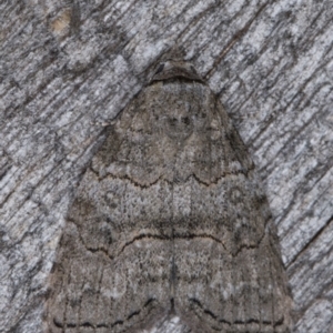 Calathusa sp nr dispila at Melba, ACT - 16 Feb 2022 09:53 PM