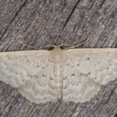 Idaea philocosma (Flecked Wave) at Melba, ACT - 16 Feb 2022 by kasiaaus