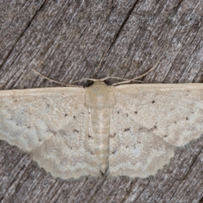 Idaea philocosma (Flecked Wave) at Melba, ACT - 16 Feb 2022 by kasiaaus