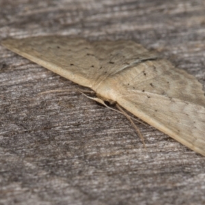 Idaea philocosma at Melba, ACT - 16 Feb 2022 09:55 PM