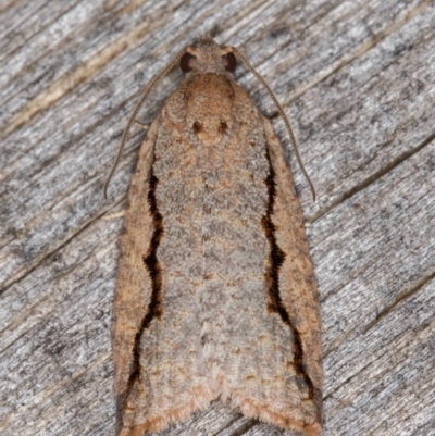 Meritastis undescribed species (A Tortricid moth) at Melba, ACT - 16 Feb 2022 by kasiaaus