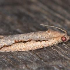 Meritastis undescribed species at Melba, ACT - 16 Feb 2022