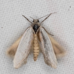 Philobota (genus) at Melba, ACT - 16 Feb 2022 10:00 PM