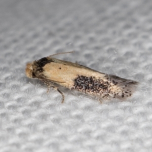 Pectinivalva commoni group undescribed species at Melba, ACT - 16 Feb 2022 10:01 PM