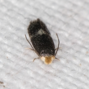 Nepticulidae (family) at Melba, ACT - 16 Feb 2022