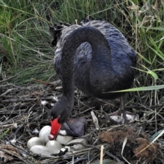 Cygnus atratus (Black Swan) at Paddys River, ACT - 3 Apr 2022 by JohnBundock