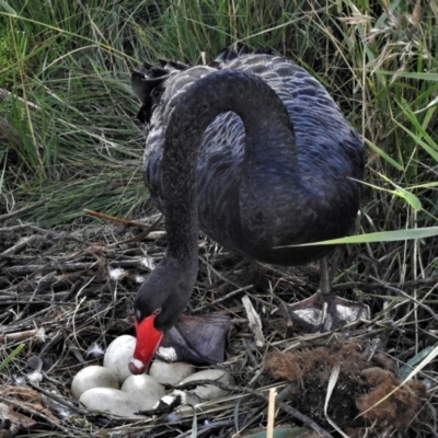 Cygnus atratus (Black Swan) at Paddys River, ACT - 3 Apr 2022 by JohnBundock