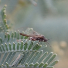 Tuberolachnus salignus at Murrumbateman, NSW - 2 Apr 2022