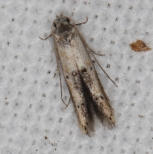 Blastobasis (genus) at Melba, ACT - 16 Feb 2022