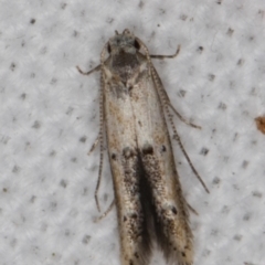 Blastobasis (genus) at Melba, ACT - 16 Feb 2022