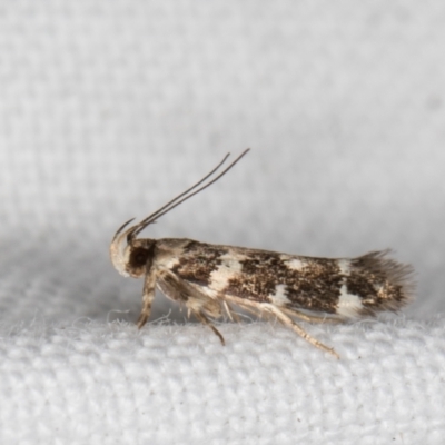 Macrobathra baliomitra (A Gelechioid moth) at Melba, ACT - 16 Feb 2022 by kasiaaus