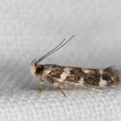 Macrobathra baliomitra at Melba, ACT - 16 Feb 2022