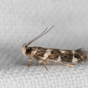 Macrobathra baliomitra at Melba, ACT - 16 Feb 2022