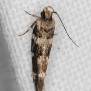 Macrobathra baliomitra at Melba, ACT - 16 Feb 2022