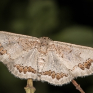 Dithalama cosmospila at Melba, ACT - 16 Feb 2022