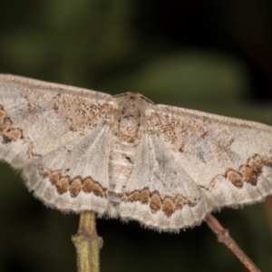 Dithalama cosmospila at Melba, ACT - 16 Feb 2022