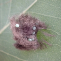 Unidentified Insect at Murrumbateman, NSW - 4 Apr 2022 by SimoneC