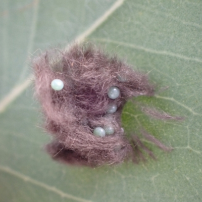 Lepidoptera unclassified IMMATURE (caterpillar or pupa or cocoon) at Murrumbateman, NSW - 4 Apr 2022 by SimoneC