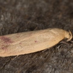 Heteroteucha occidua at Melba, ACT - 16 Feb 2022 11:40 PM