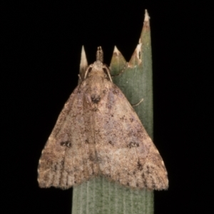 Alapadna pauropis at Melba, ACT - 16 Feb 2022 10:15 PM