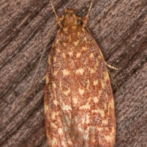 Syringoseca rhodoxantha at Melba, ACT - 16 Feb 2022