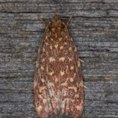 Syringoseca rhodoxantha at Melba, ACT - 16 Feb 2022 11:40 PM