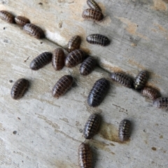 Armadillidium vulgare (Slater bug, woodlouse, pill bug, roley poley) at Crooked Corner, NSW - 12 Mar 2022 by Milly