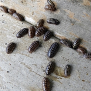 Armadillidium vulgare at Crooked Corner, NSW - 12 Mar 2022 12:22 PM