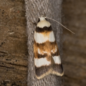 Catacometes phanozona at Melba, ACT - 16 Feb 2022 11:47 PM