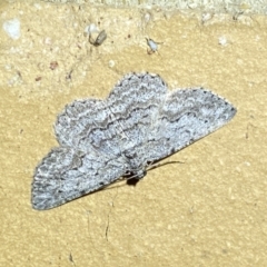 Psilosticha absorpta (Fine-waved Bark Moth) at Jerrabomberra, NSW - 4 Apr 2022 by SteveBorkowskis