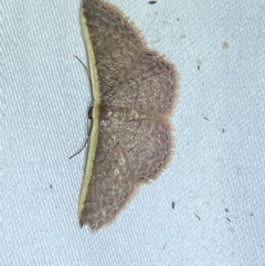 Idaea costaria (White-edged Wave) at Jerrabomberra, NSW - 4 Apr 2022 by Steve_Bok